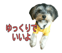 Yorkshireterrier Jackie 2 sticker #13858885