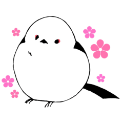 corocoro long-tailed bushtit