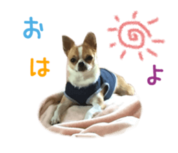 Real DOG Chihuahua sticker #13861054