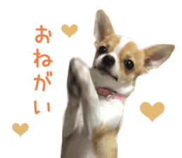 Real DOG Chihuahua sticker #13861055