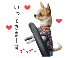 Real DOG Chihuahua sticker #13861056