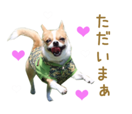 Real DOG Chihuahua sticker #13861057