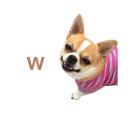 Real DOG Chihuahua sticker #13861058