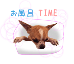 Real DOG Chihuahua sticker #13861059