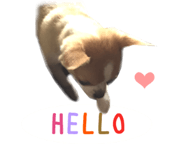 Real DOG Chihuahua sticker #13861060