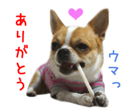 Real DOG Chihuahua sticker #13861061