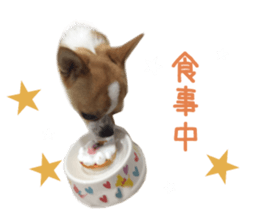 Real DOG Chihuahua sticker #13861062