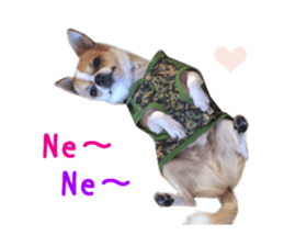 Real DOG Chihuahua sticker #13861063