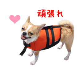 Real DOG Chihuahua sticker #13861064