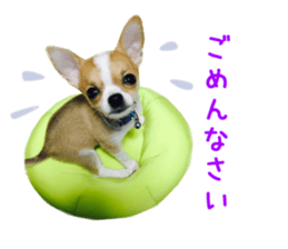 Real DOG Chihuahua sticker #13861065