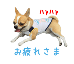 Real DOG Chihuahua sticker #13861066