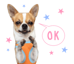 Real DOG Chihuahua sticker #13861067