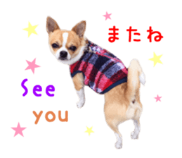 Real DOG Chihuahua sticker #13861068