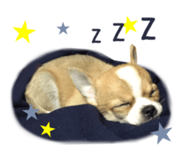 Real DOG Chihuahua sticker #13861069