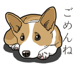 Wanko-Biyori Corgi sticker #13862302