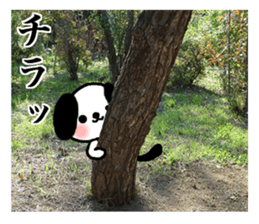 Dog and picture sticker #13864695