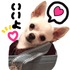 Chihuahua no Ryutarou