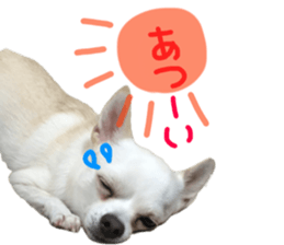Chihuahua no Ryutarou sticker #13865190