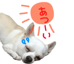 Chihuahua no Ryutarou sticker #13865190