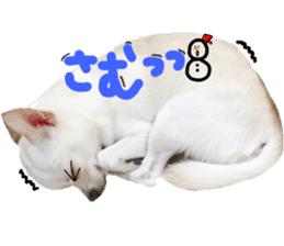 Chihuahua no Ryutarou sticker #13865191