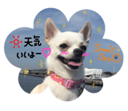 Chihuahua no Ryutarou sticker #13865192