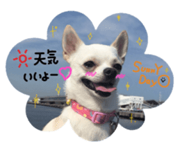 Chihuahua no Ryutarou sticker #13865192