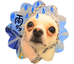 Chihuahua no Ryutarou sticker #13865193