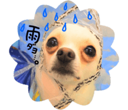 Chihuahua no Ryutarou sticker #13865193