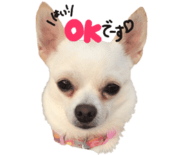 Chihuahua no Ryutarou sticker #13865194