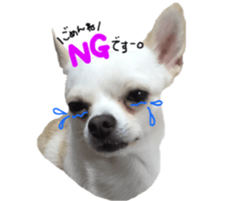 Chihuahua no Ryutarou sticker #13865195
