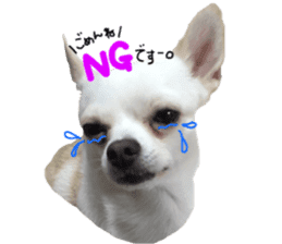 Chihuahua no Ryutarou sticker #13865195