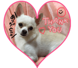 Chihuahua no Ryutarou sticker #13865196