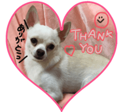 Chihuahua no Ryutarou sticker #13865196