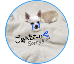 Chihuahua no Ryutarou sticker #13865197
