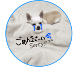 Chihuahua no Ryutarou sticker #13865197