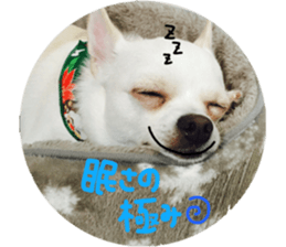 Chihuahua no Ryutarou sticker #13865198