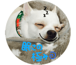 Chihuahua no Ryutarou sticker #13865198