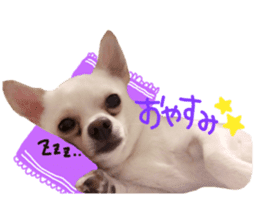 Chihuahua no Ryutarou sticker #13865199