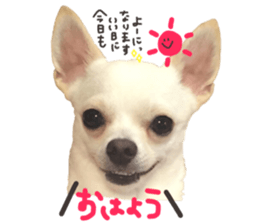 Chihuahua no Ryutarou sticker #13865200