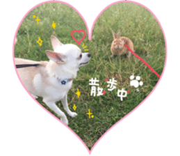 Chihuahua no Ryutarou sticker #13865201