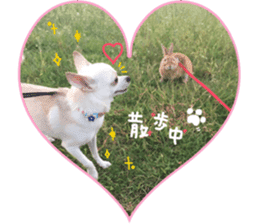Chihuahua no Ryutarou sticker #13865201
