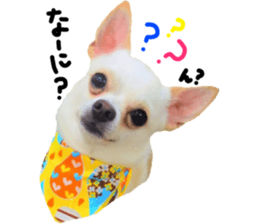 Chihuahua no Ryutarou sticker #13865202