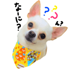 Chihuahua no Ryutarou sticker #13865202