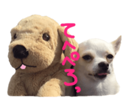 Chihuahua no Ryutarou sticker #13865203