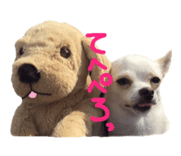 Chihuahua no Ryutarou sticker #13865203