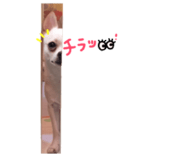 Chihuahua no Ryutarou sticker #13865204