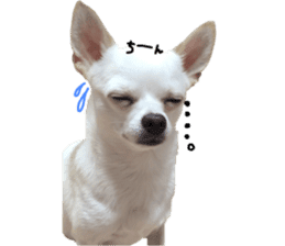 Chihuahua no Ryutarou sticker #13865205