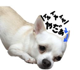 Chihuahua no Ryutarou sticker #13865206