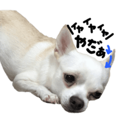 Chihuahua no Ryutarou sticker #13865206