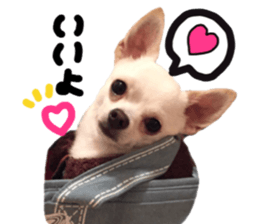 Chihuahua no Ryutarou sticker #13865207
